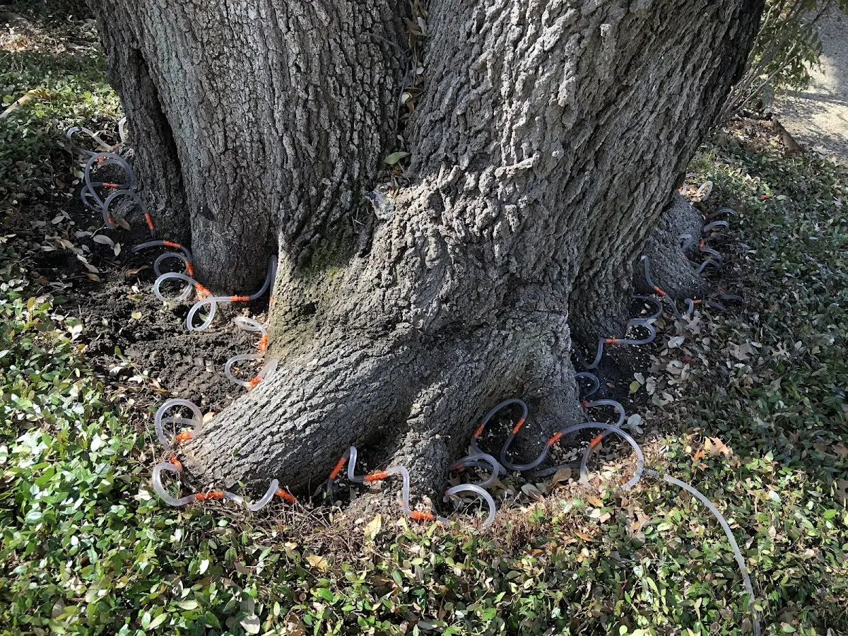Detailed Tree Cabling and Bracing job site in Soldotna